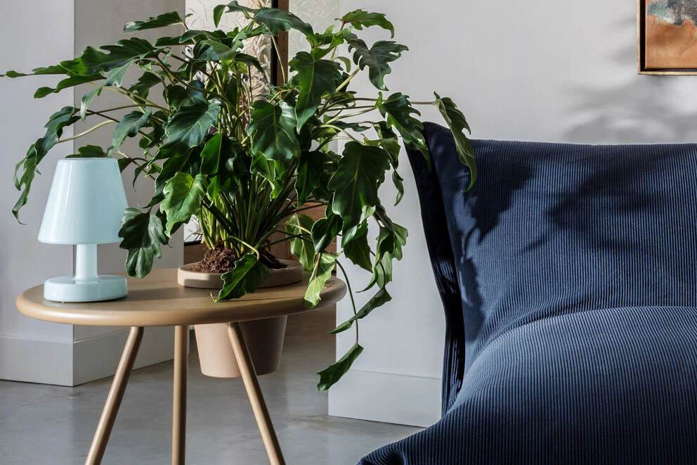 Edison The Ambiance - Image 6